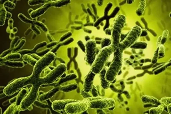 Bacteria under a microscope—microbes can contribute to inflamed acne breakouts