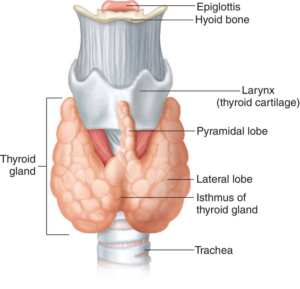 Thyroid Gland NAET Dubai