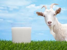 Goat Milk