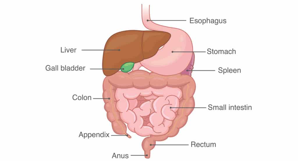 Stomach and Esophagus