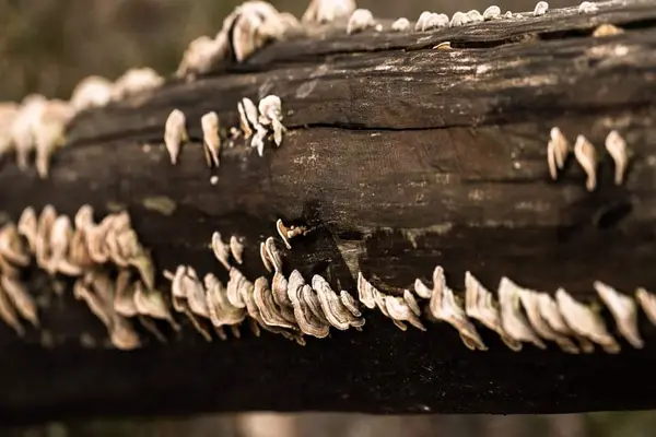 White shelf-like fungi growing in rows on a dark tree log