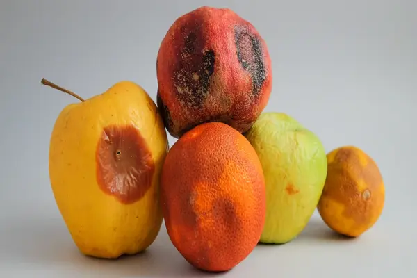 Moldy, bruised fruits (apple, citrus, and pear) showing decay and fungal growth